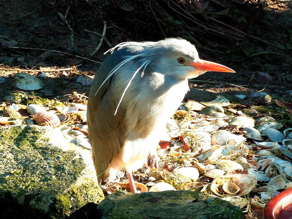 Gesehen im Tierpark Olderdissen.