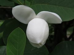  Gesehen in Hamburg  Ohlsdorfer Friedhof