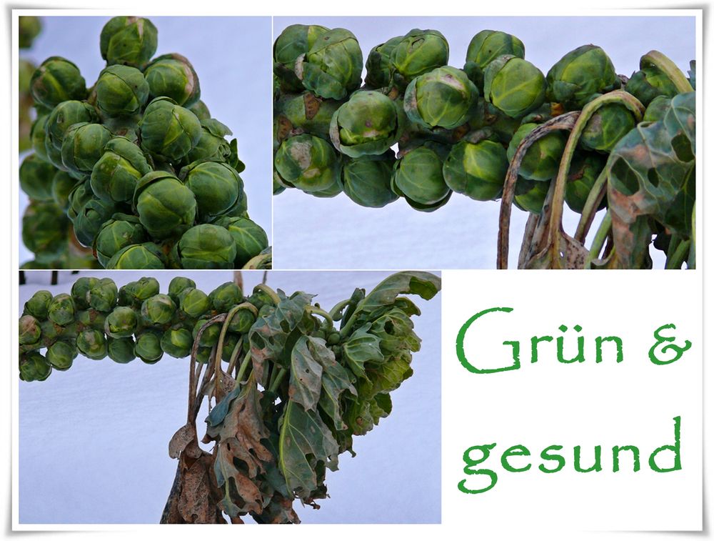 Gesehen in Nachbar`s Garten... Foto & Bild | pflanzen ...