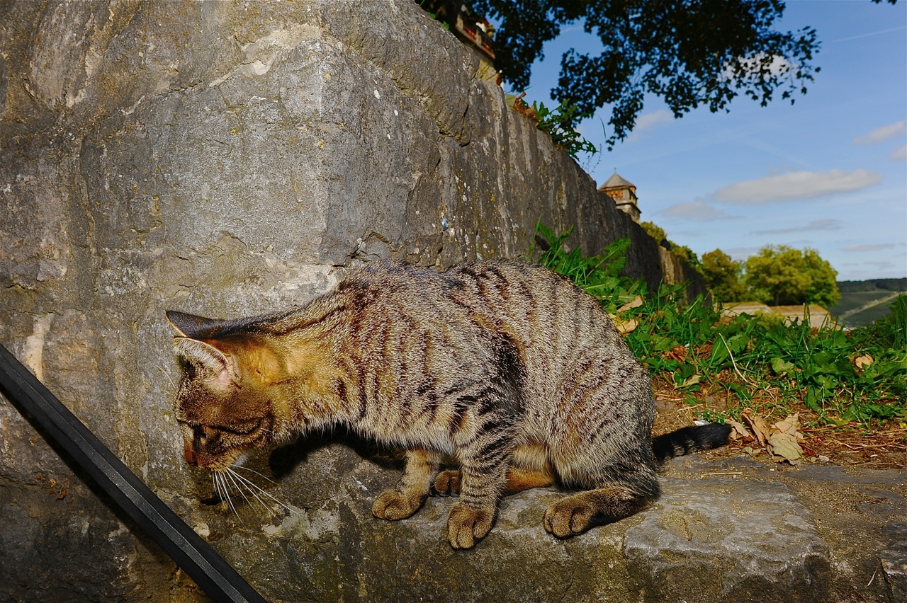 Gesehen in Würzburg