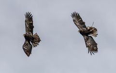 Gesehen und fotografiert in Hellenthal 2014