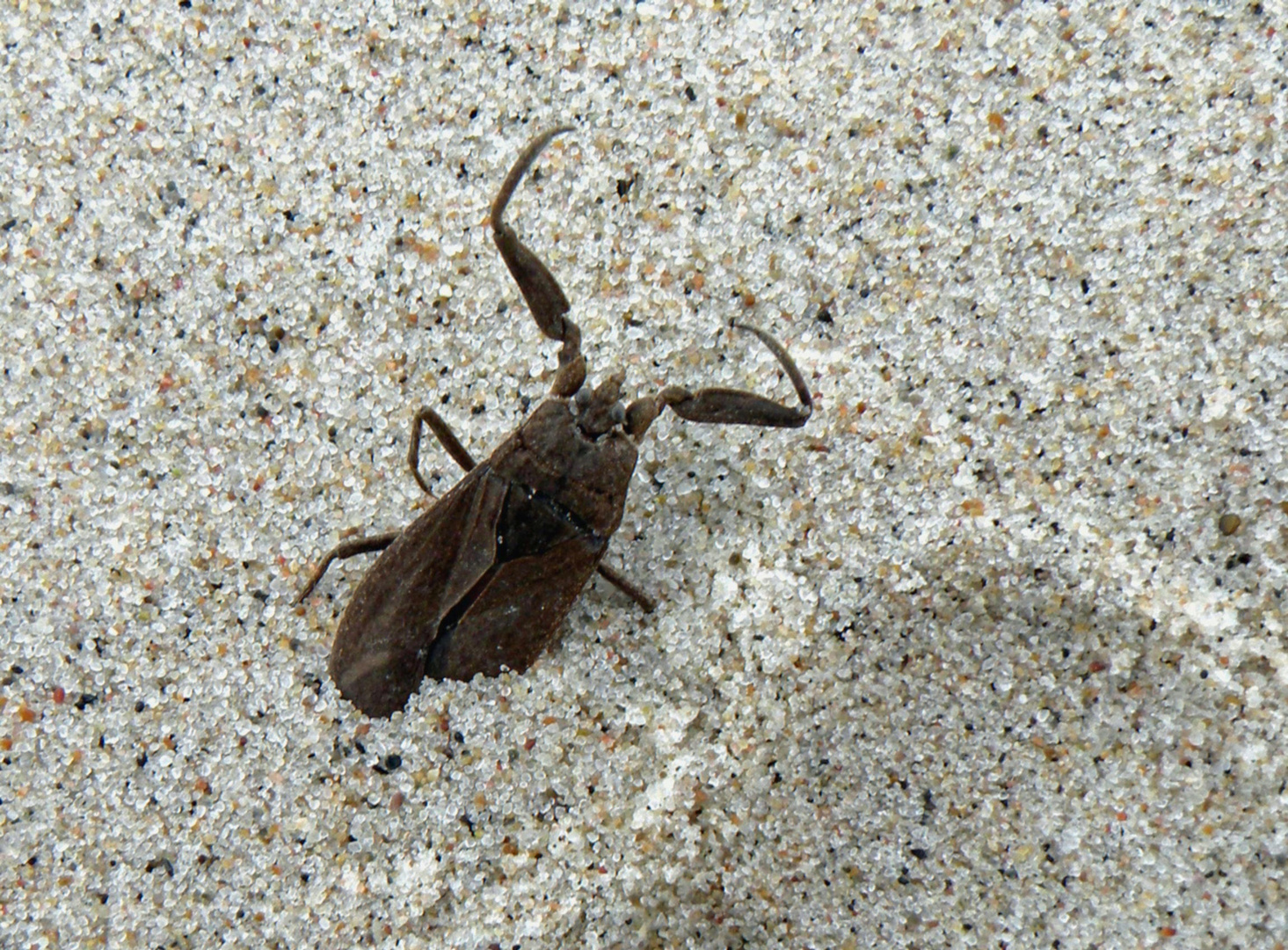 Gesehn am Strand von Lønstrup .Wasserskorpion.