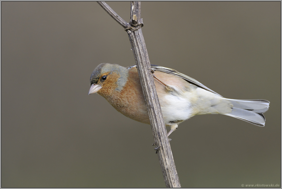 gesellig... Buchfink *Fringilla coelebs *