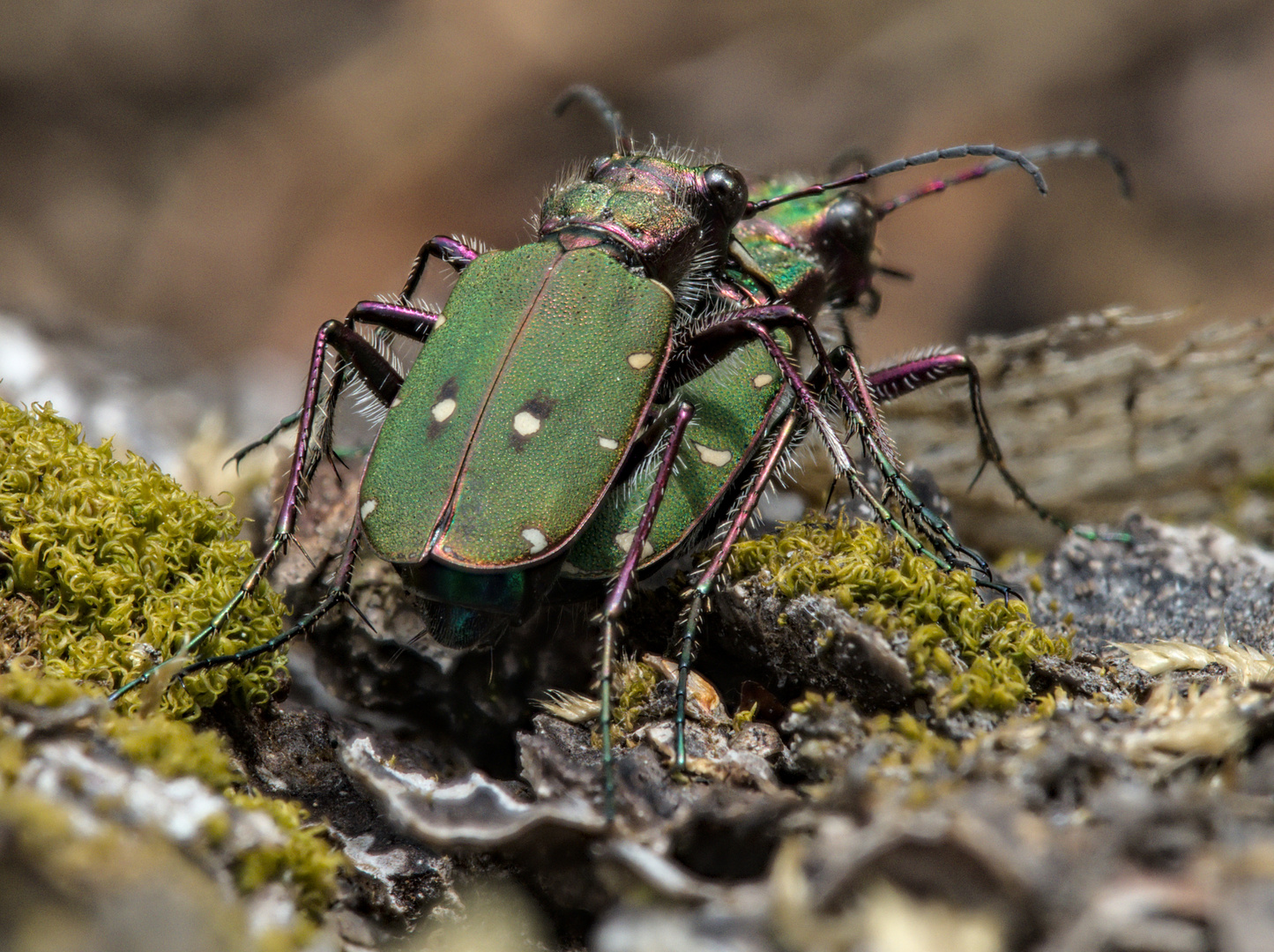 "gesellige" Feldsandläufer