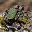 "gesellige" Feldsandläufer