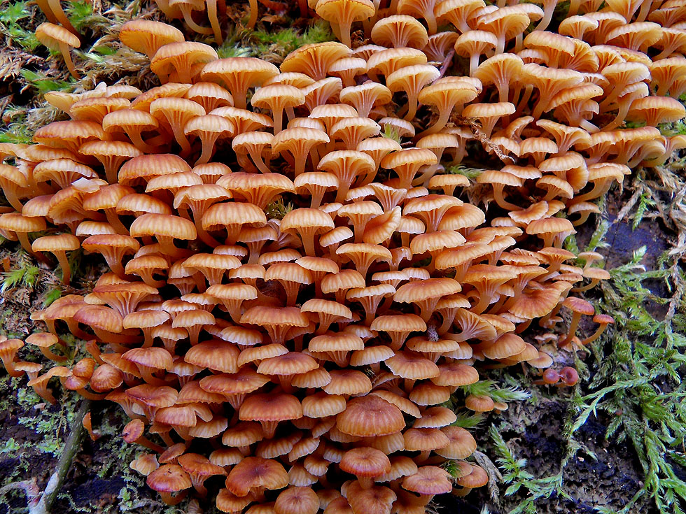 Geselliger Glöckchennabeling