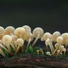 Geselliger Glöckchennabeling  (Xeromphalina campanella)