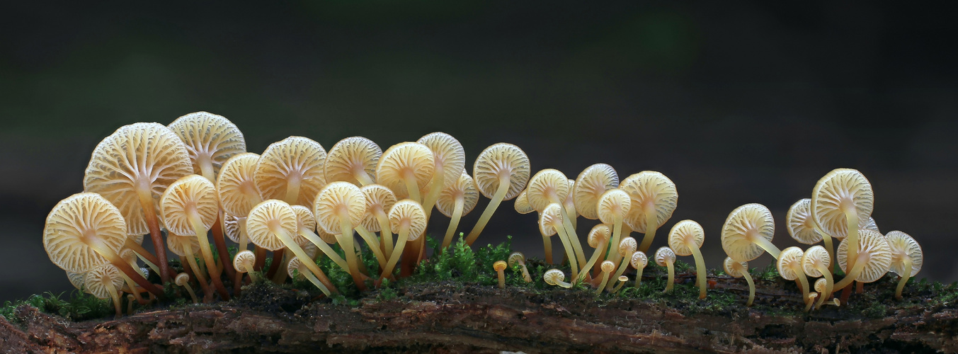 Geselliger Glöckchennabeling  (Xeromphalina campanella)