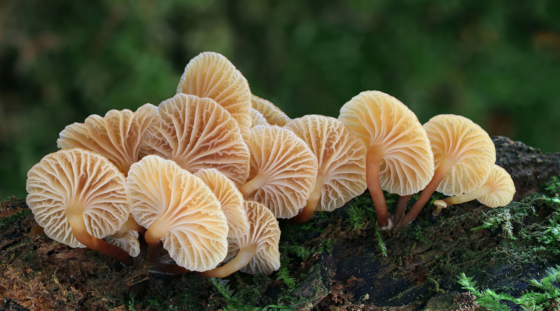 Geselliger Glöckchennabeling  (Xeromphalina campanella)