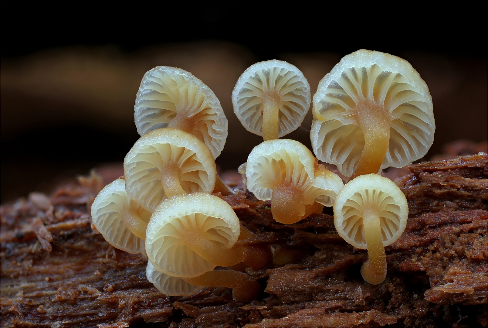 Geselliger Glöckchennabeling (Xeromphalina campanella, syn.: Omphalina campanella)