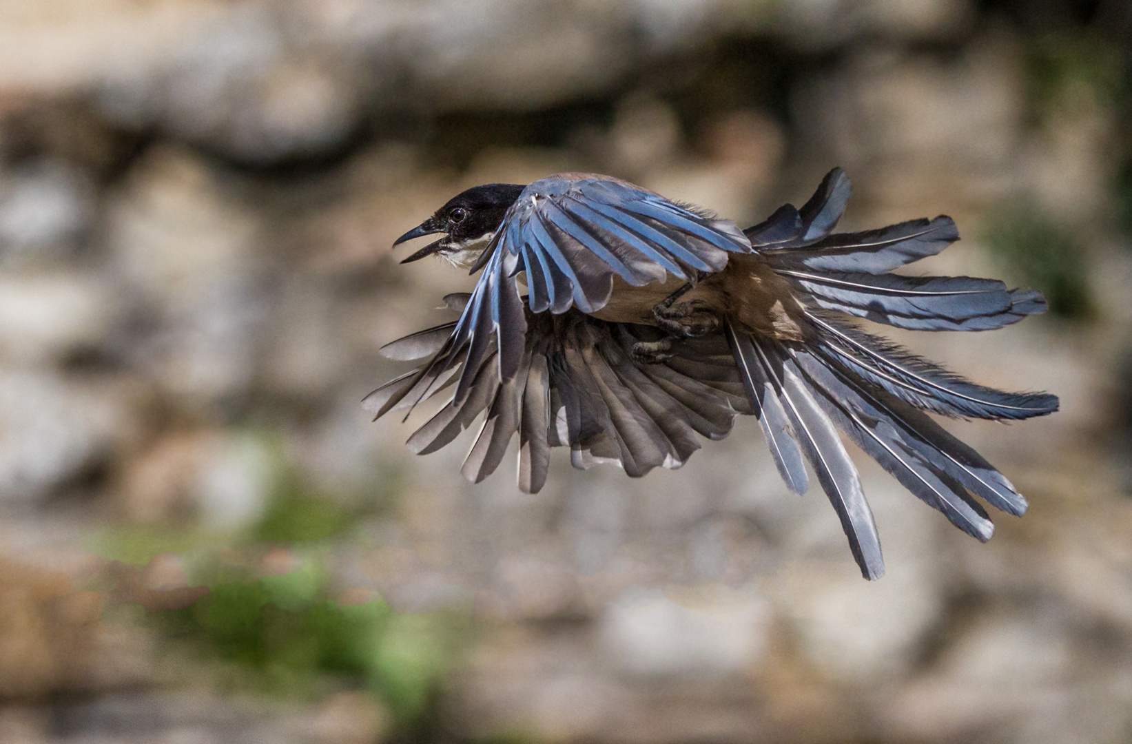 Geselliger Vogel