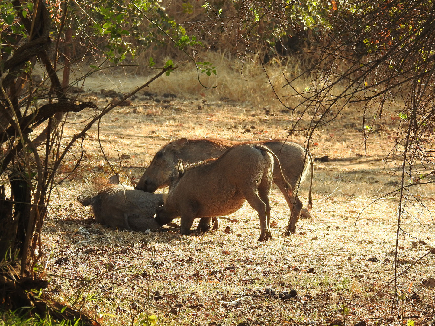 Geselliges Knuddeln bei Warzenschweinen.