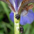 Geselliges Treffen auf der blauen Iris - Spinne und Rüsselkäfer