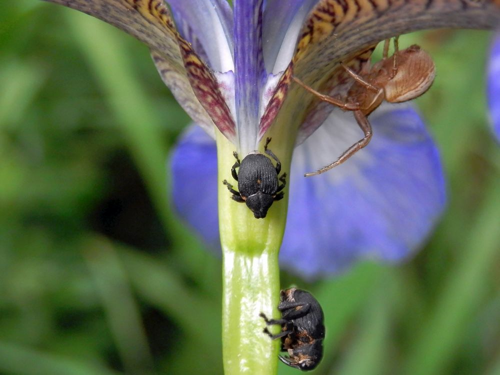 Geselliges Treffen auf der blauen Iris - Spinne und Rüsselkäfer