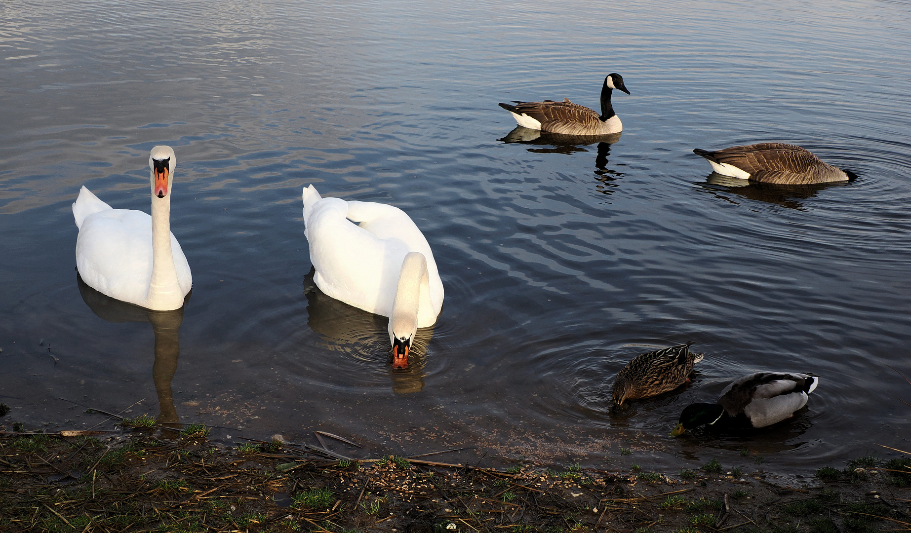 Gesellschaft 