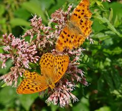 Gesellschaft