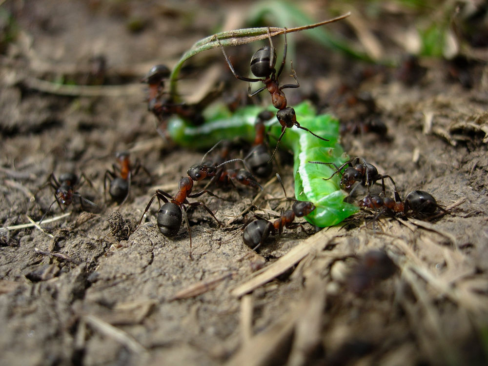 Gesetz der Natur