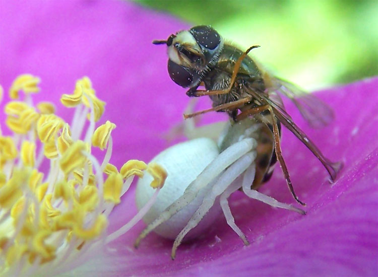 Gesetz der Natur