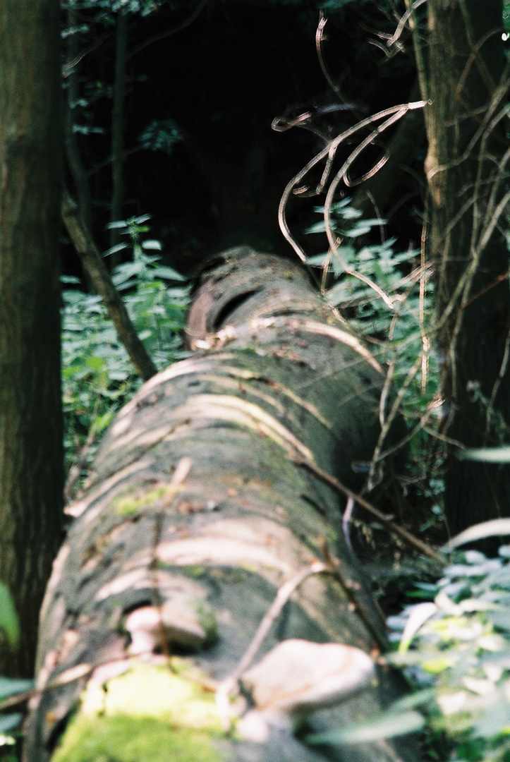 Gesicht 3, umgefallener Baum