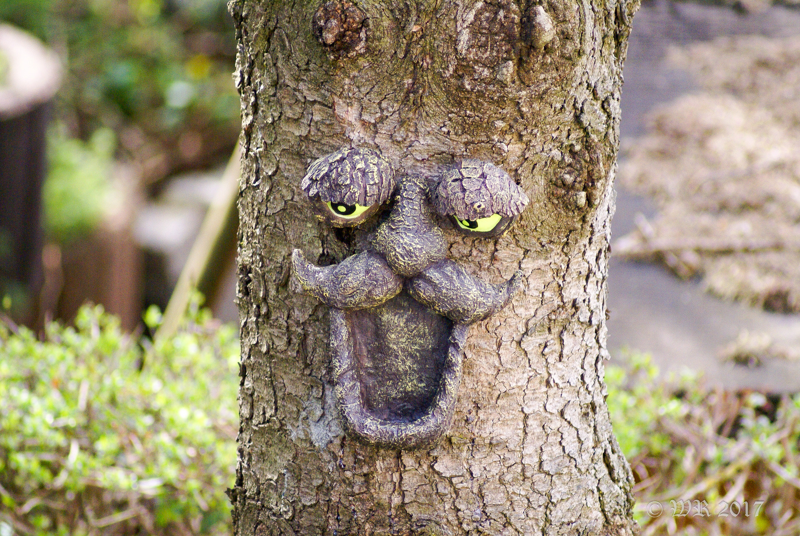 Gesicht am Baum