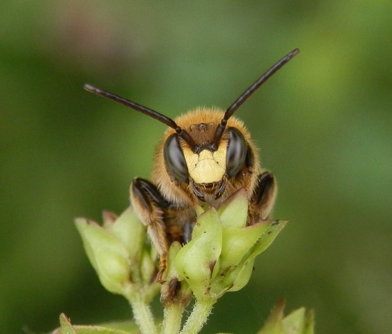 Gesicht der Großen Harzbiene (Anthidium byssinum) - Männchen