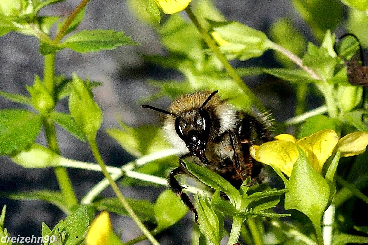 Gesicht der Hummel