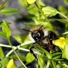 Gesicht der Hummel