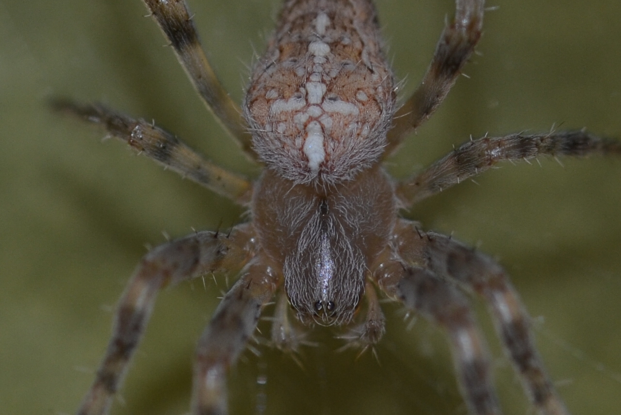 Gesicht der Spinne