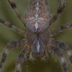 Gesicht der Spinne