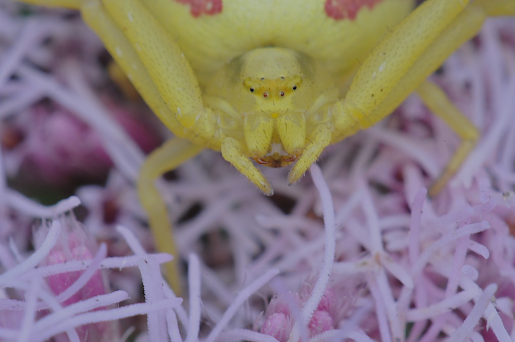 Gesicht der Veränderlichen Krabbenspinne (Misumena viata)