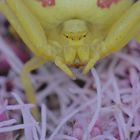 Gesicht der Veränderlichen Krabbenspinne (Misumena viata)