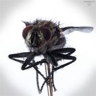 Gesicht einer Fliege auf einer Nadel