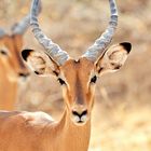 Gesicht einer Impala Antilope © JF-Fotografie, Jürgen Feuerer
