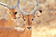 Gesicht einer Impala Antilope © JF-Fotografie, Jürgen Feuerer