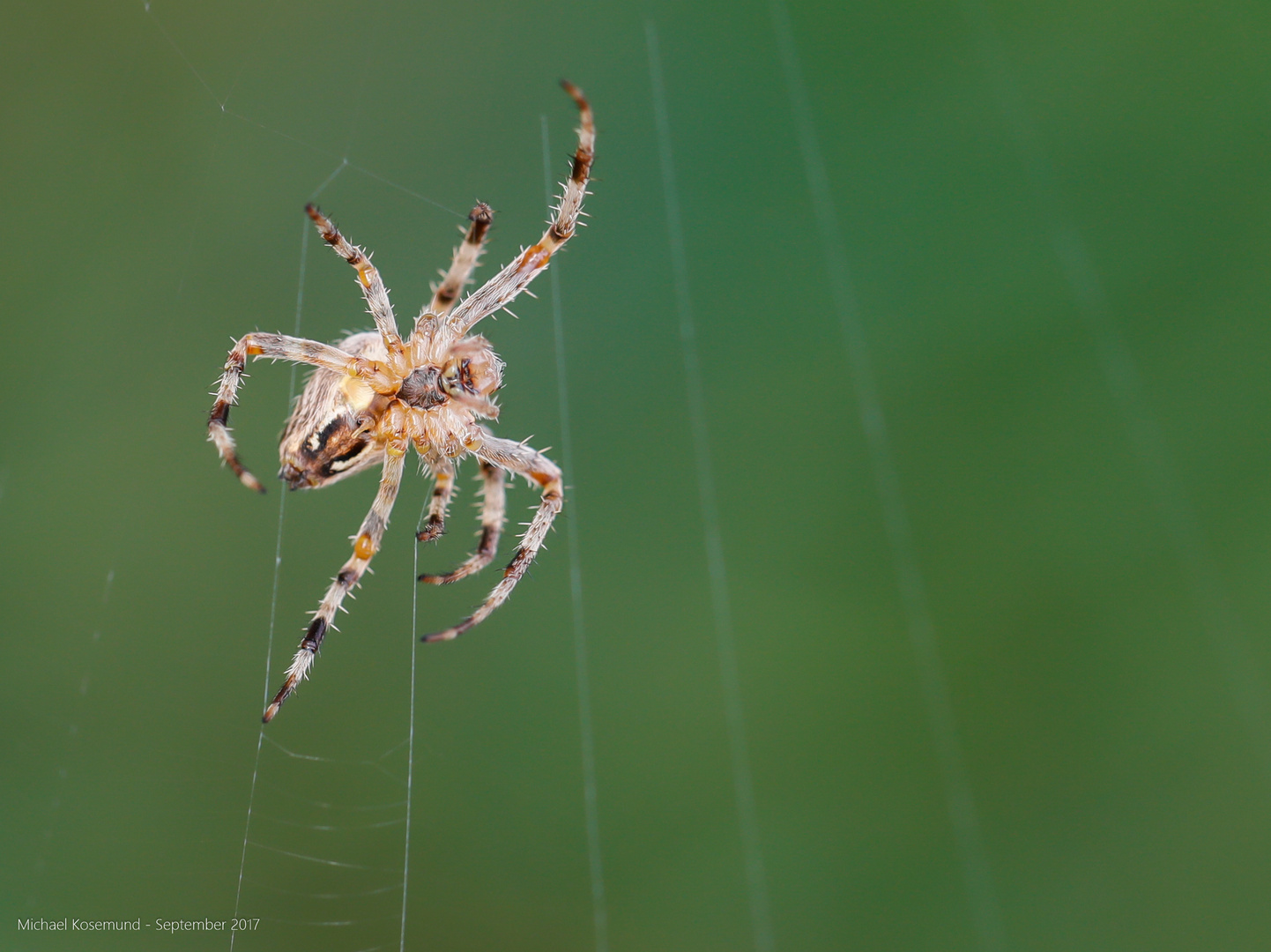 Gesicht einer Spinne