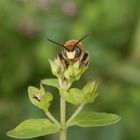 Gesicht einer Wildbiene - Große Harzbiene (Anthidium byssinum) - Männchen