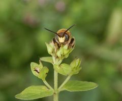 Gesicht einer Wildbiene - Große Harzbiene (Anthidium byssinum) - Männchen