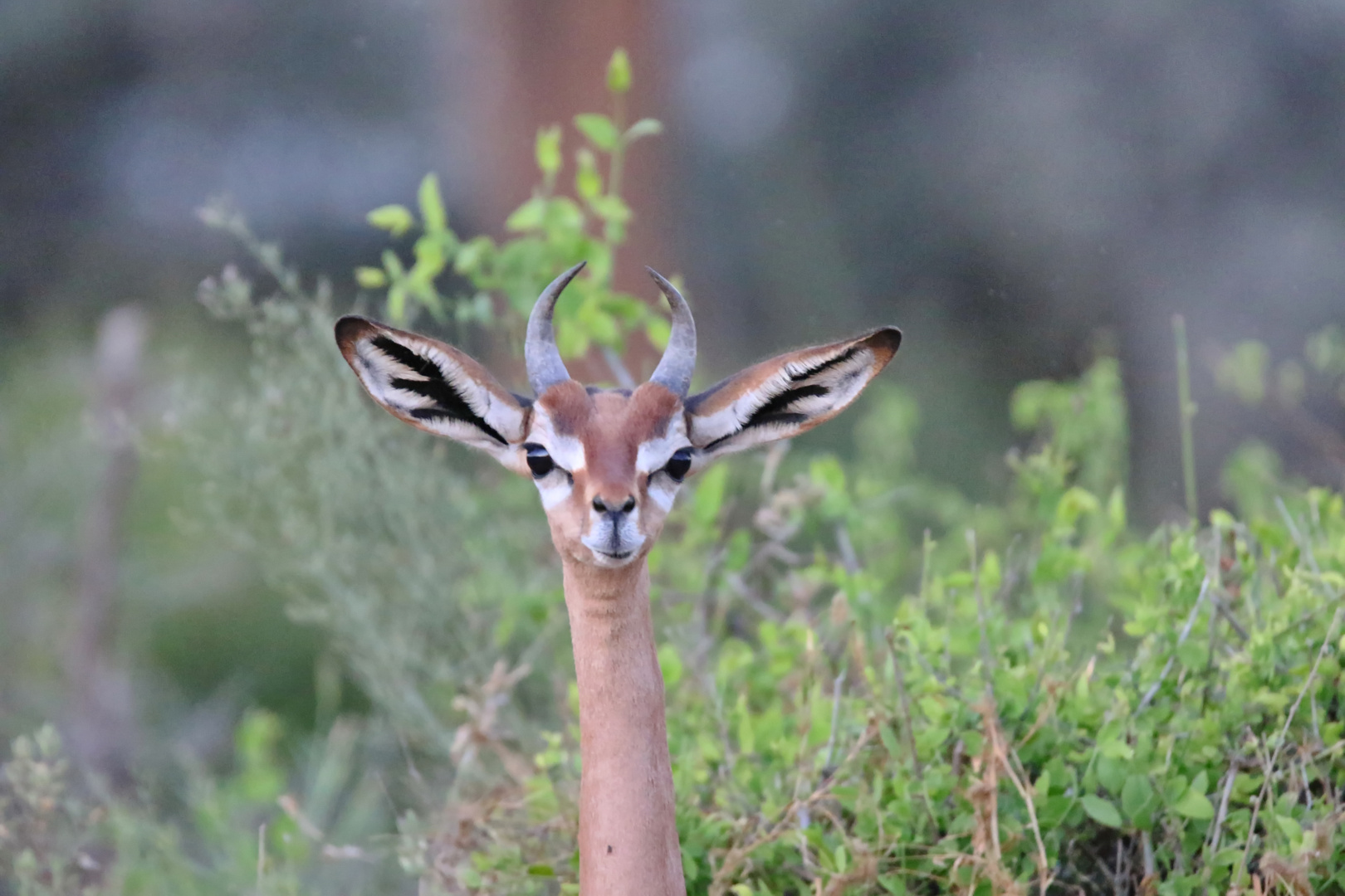 Gesicht eines Alien? :-)