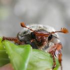 Gesicht eines Feldmaikäfer-Weibchens  - Makro