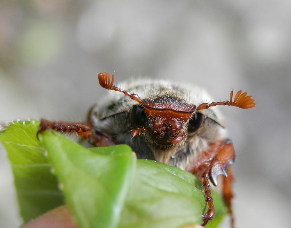 Gesicht eines Feldmaikäfer-Weibchens  - Makro