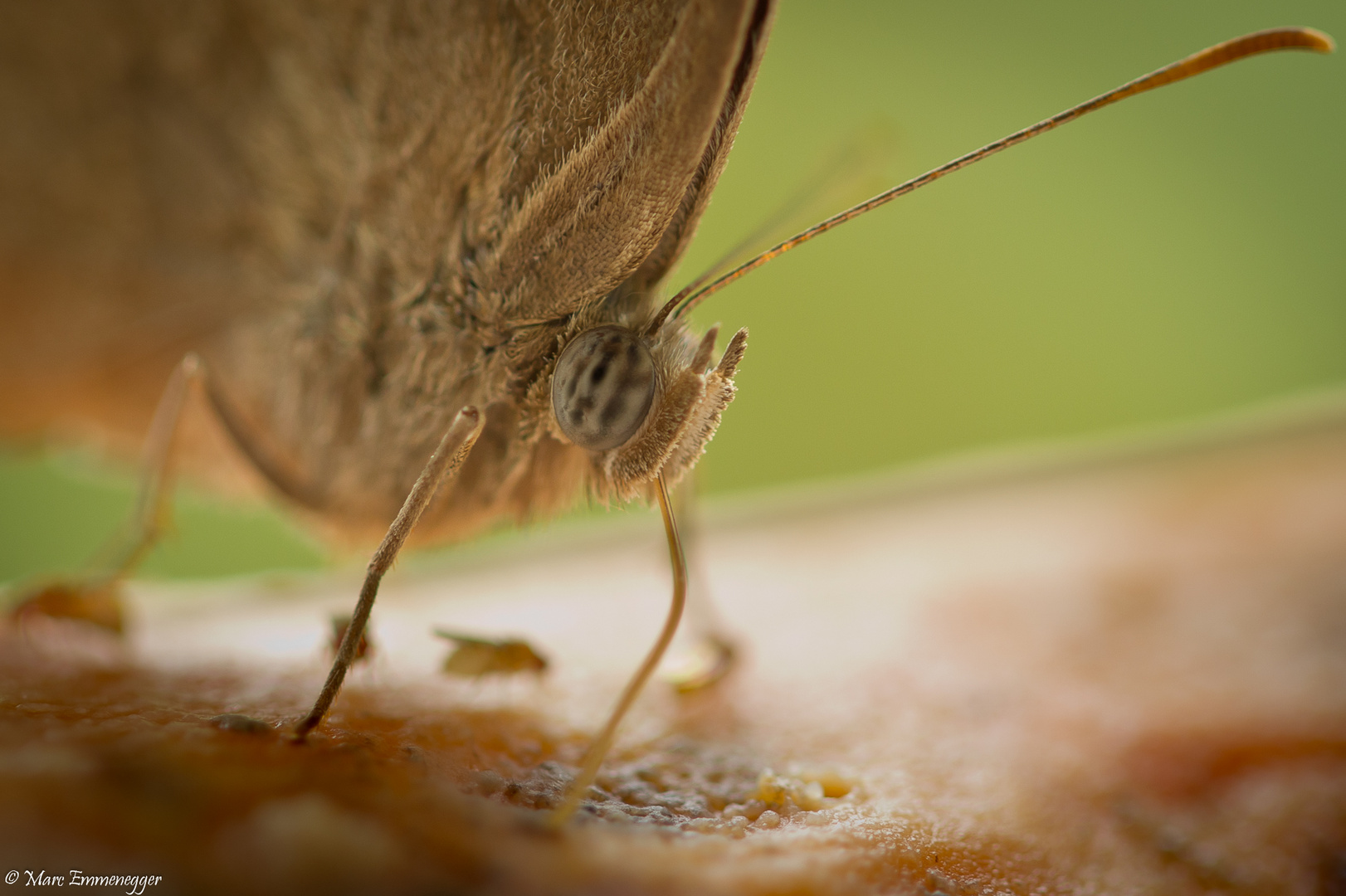 Gesicht eines Schmetterlings ( Makro )