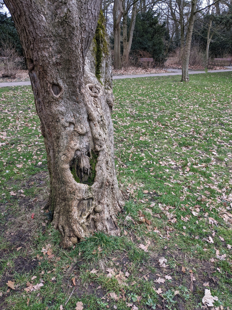 Gesicht im Baum