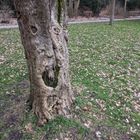 Gesicht im Baum