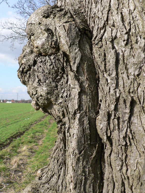 gesicht im baum