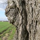 gesicht im baum