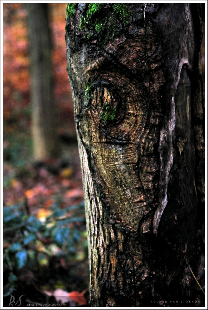 Gesicht im Baum