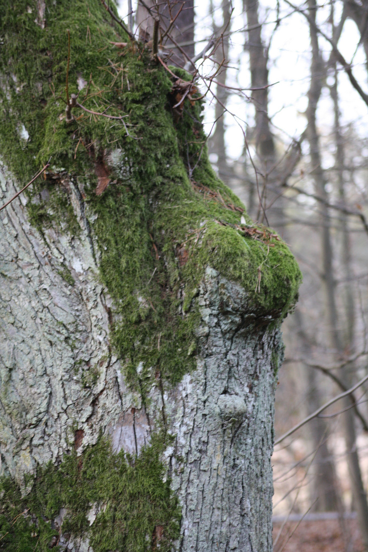 Gesicht im Baum