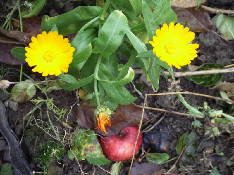 Gesicht im Beet