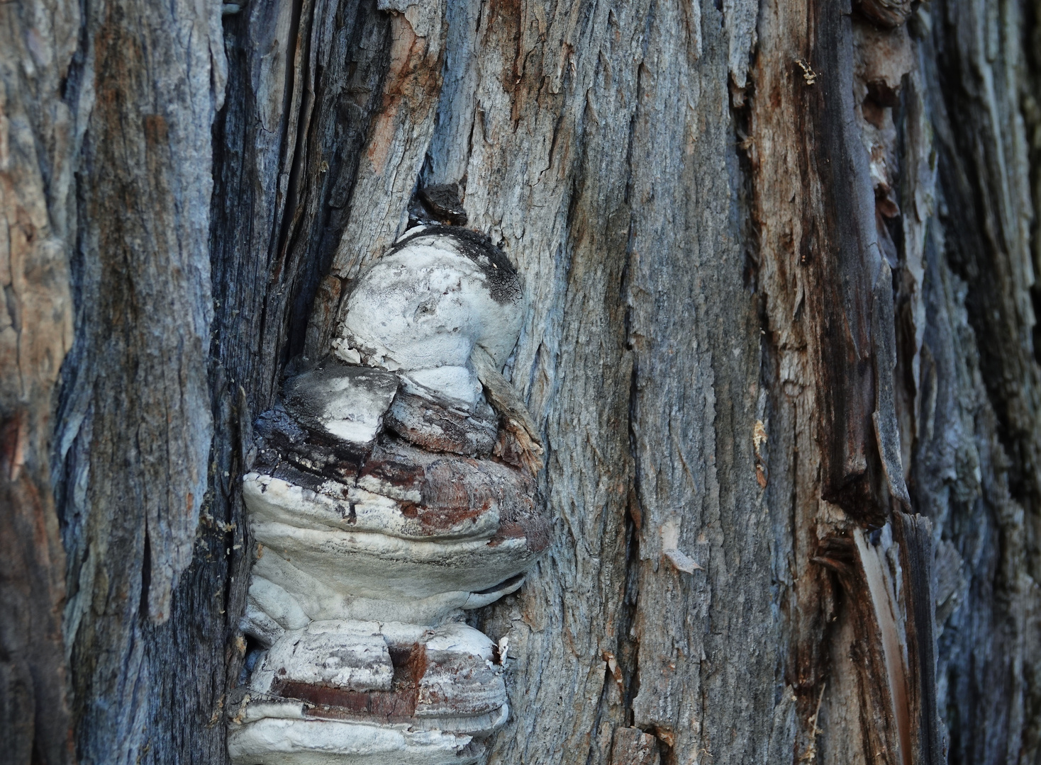 Gesicht im Pilz