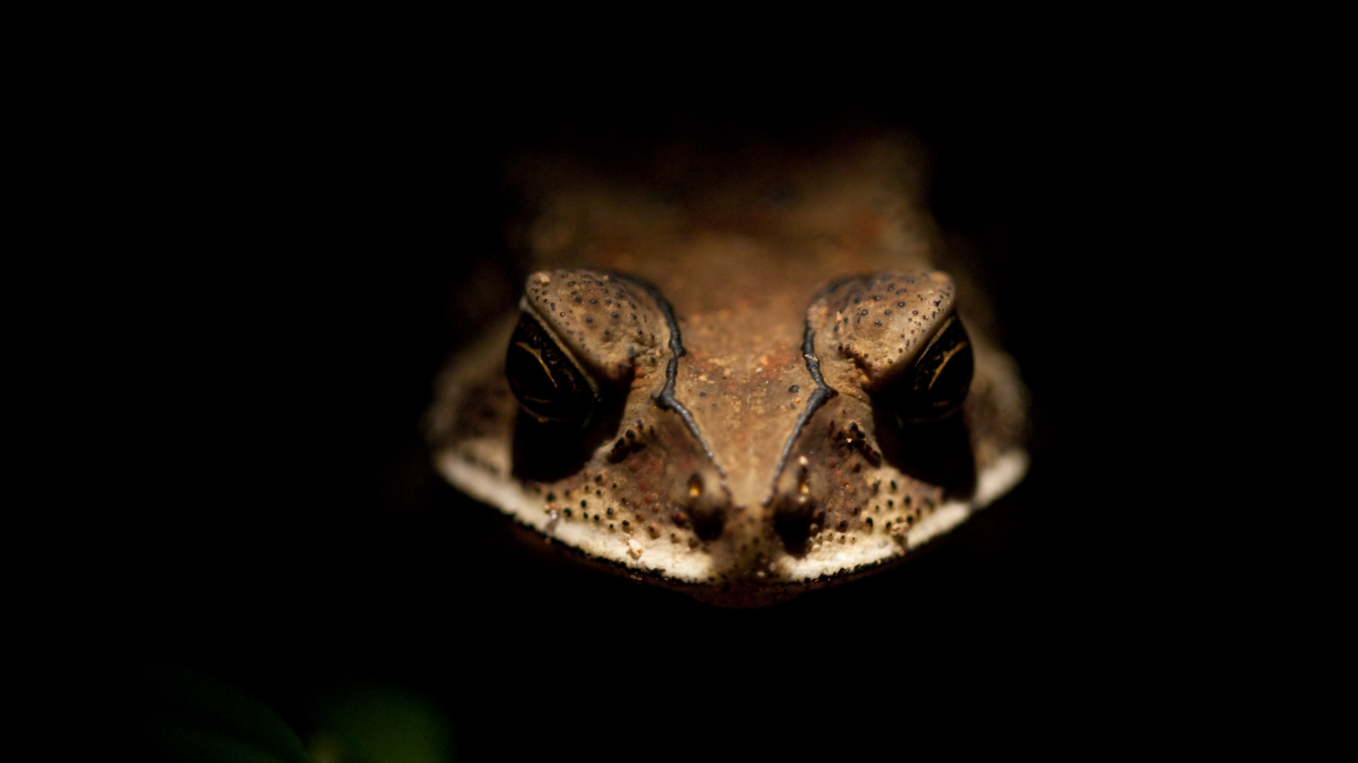 Gesicht in der Nacht